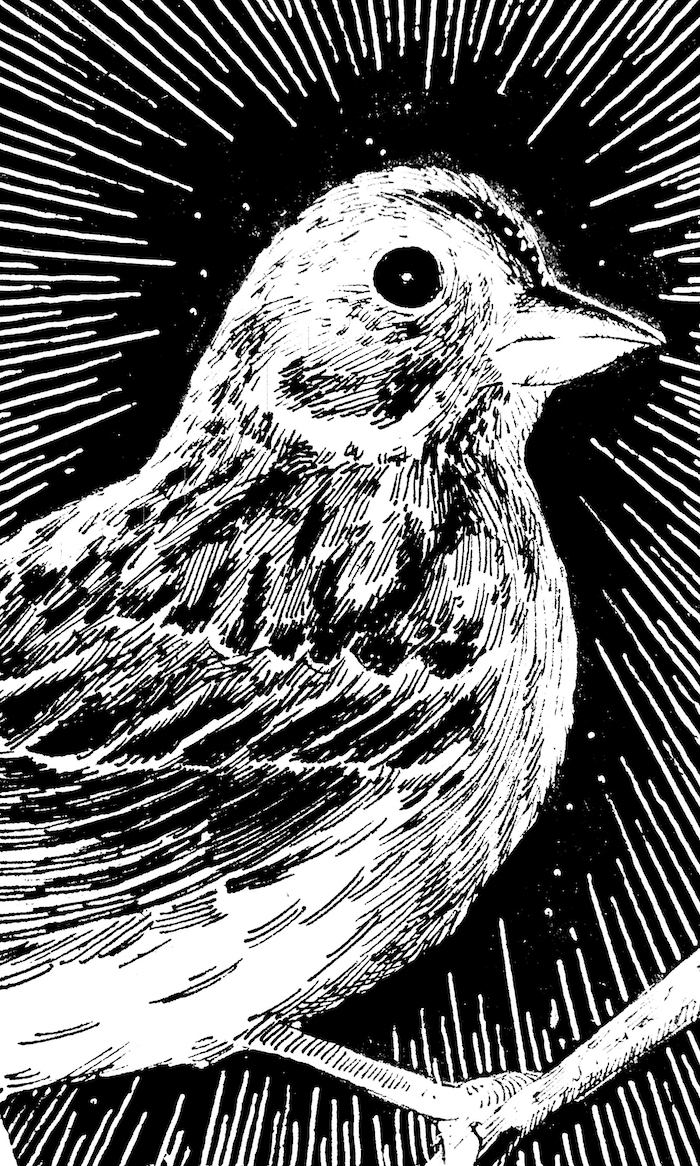 Sparrow Web. Traditional artwork by Neil Saldana-O'Brien.
