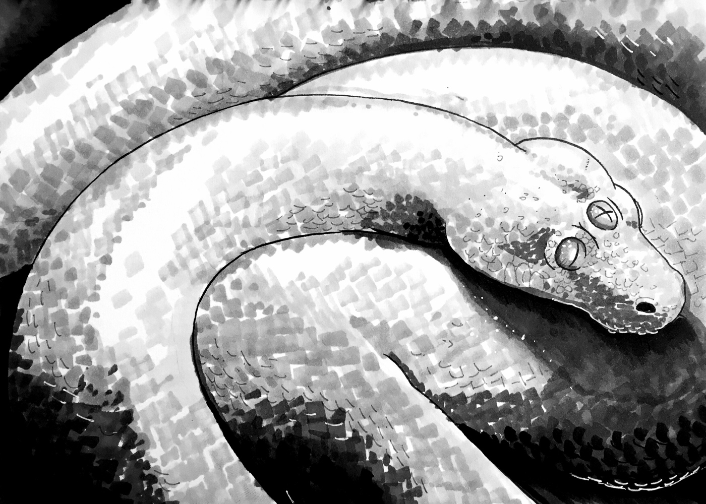 Serpent. Traditional artwork by Neil Saldana-O'Brien.