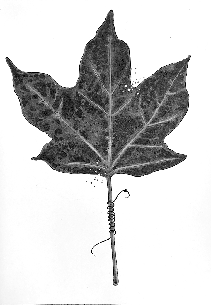 Tied Leaf. Traditional artwork by Neil Saldana-O'Brien.