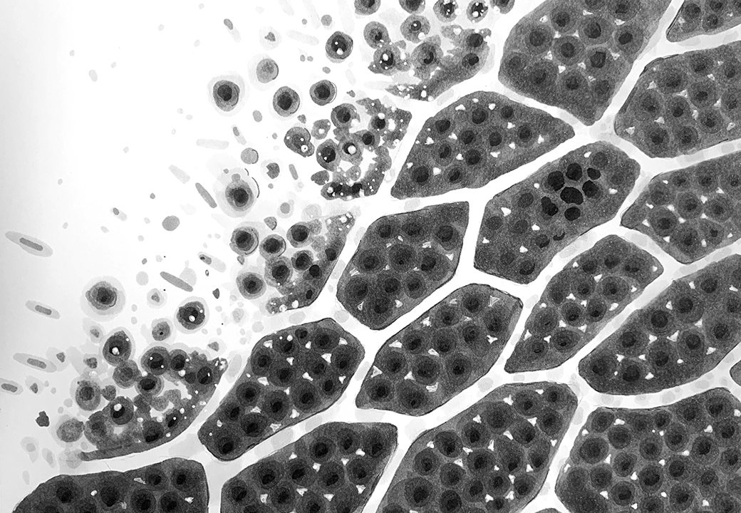 Cell Walls. Traditional artwork by Neil Saldana-O'Brien.