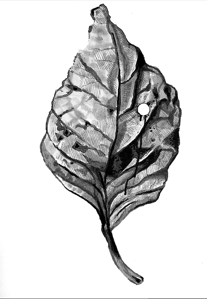 Hole Leaf. Traditional artwork by Neil Saldana-O'Brien.