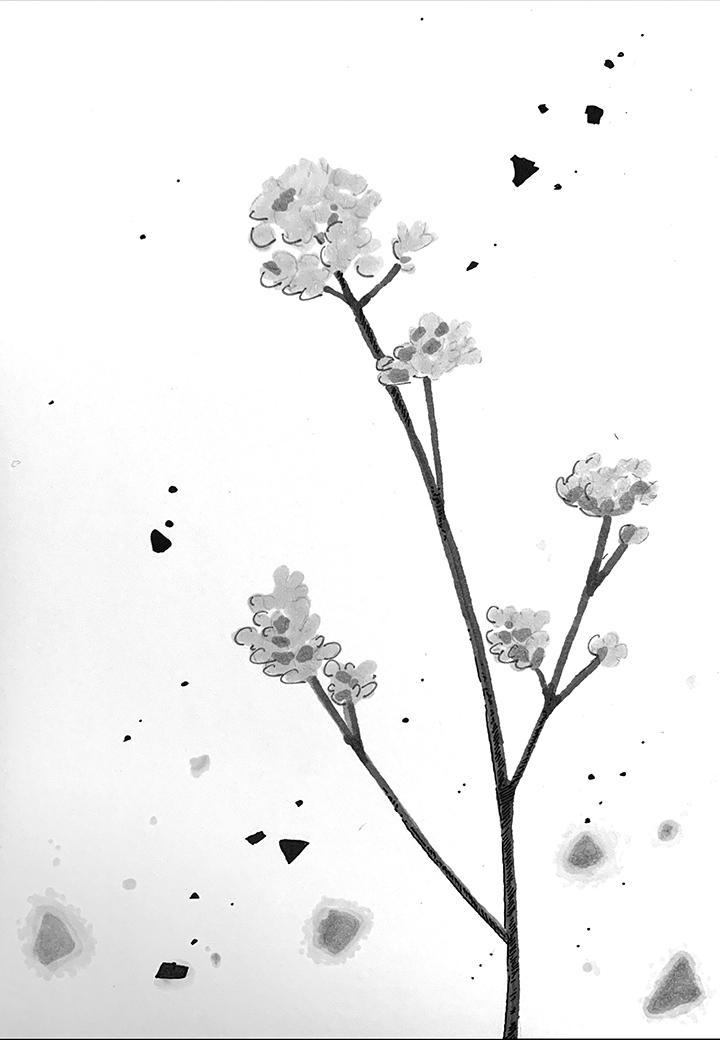 Mustard Flower. Traditional artwork by Neil Saldana-O'Brien.