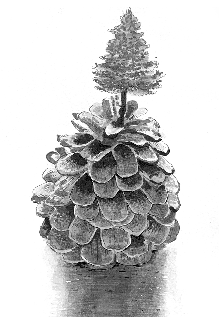 Pinecone Sprout. Traditional artwork by Neil Saldana-O'Brien.