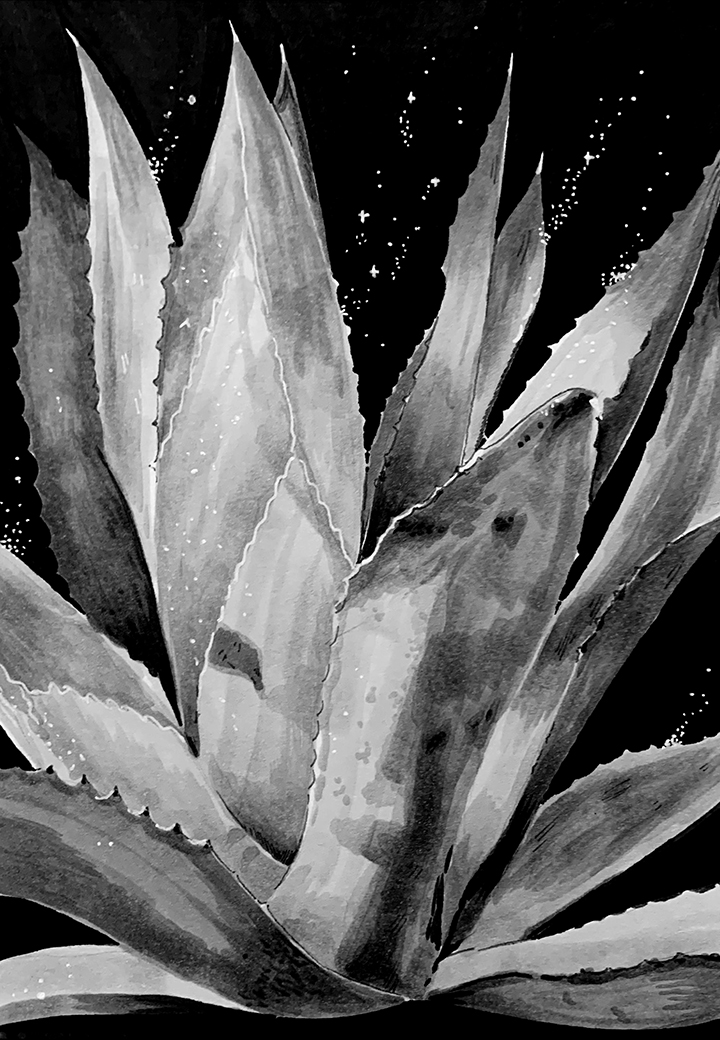 Agave. Traditional artwork by Neil Saldana-O'Brien.