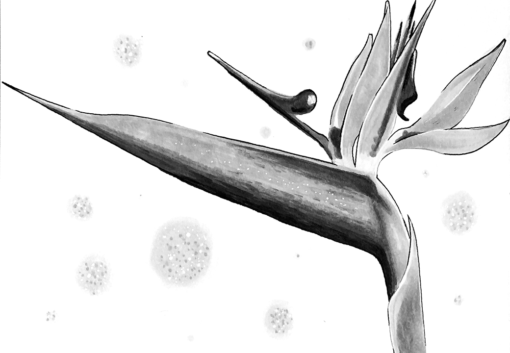 Bird of Paradise. Traditional artwork by Neil Saldana-O'Brien.